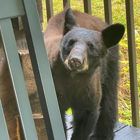 ガトリンバーグ Bears Among Usヴィラ エクステリア 写真