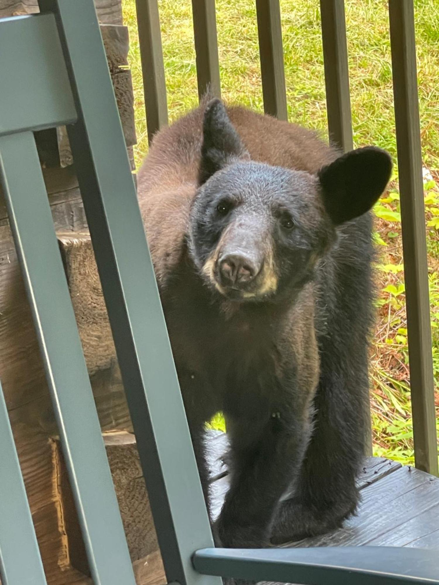 ガトリンバーグ Bears Among Usヴィラ エクステリア 写真