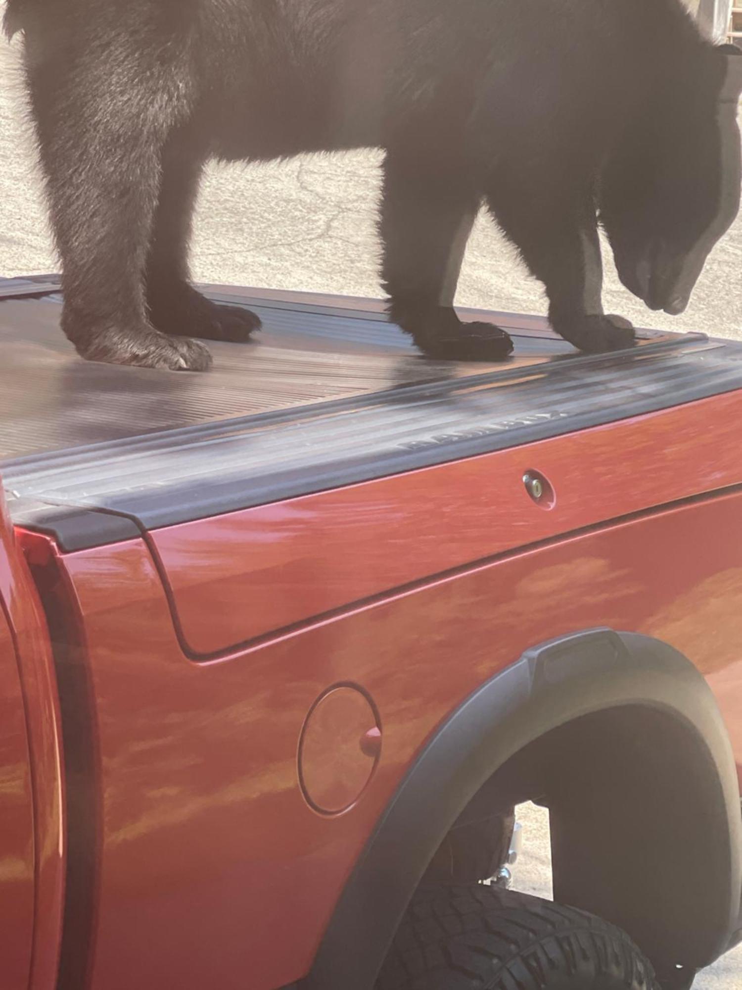 ガトリンバーグ Bears Among Usヴィラ エクステリア 写真