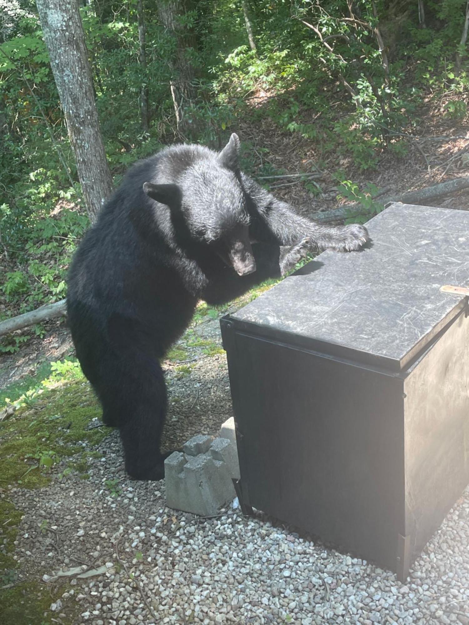 ガトリンバーグ Bears Among Usヴィラ エクステリア 写真