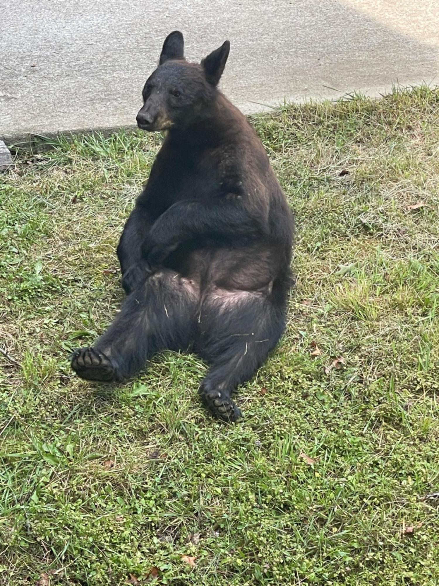 ガトリンバーグ Bears Among Usヴィラ エクステリア 写真