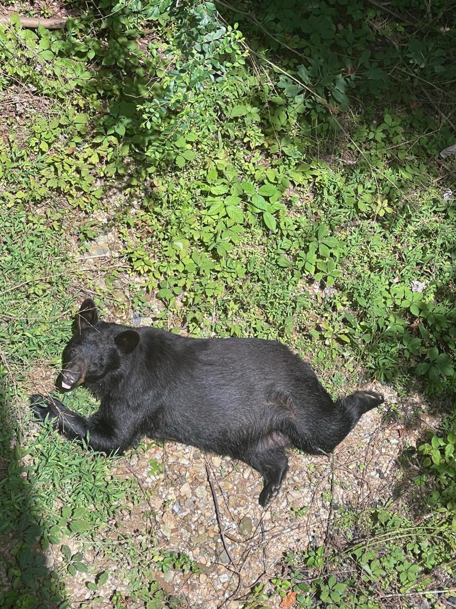 ガトリンバーグ Bears Among Usヴィラ エクステリア 写真